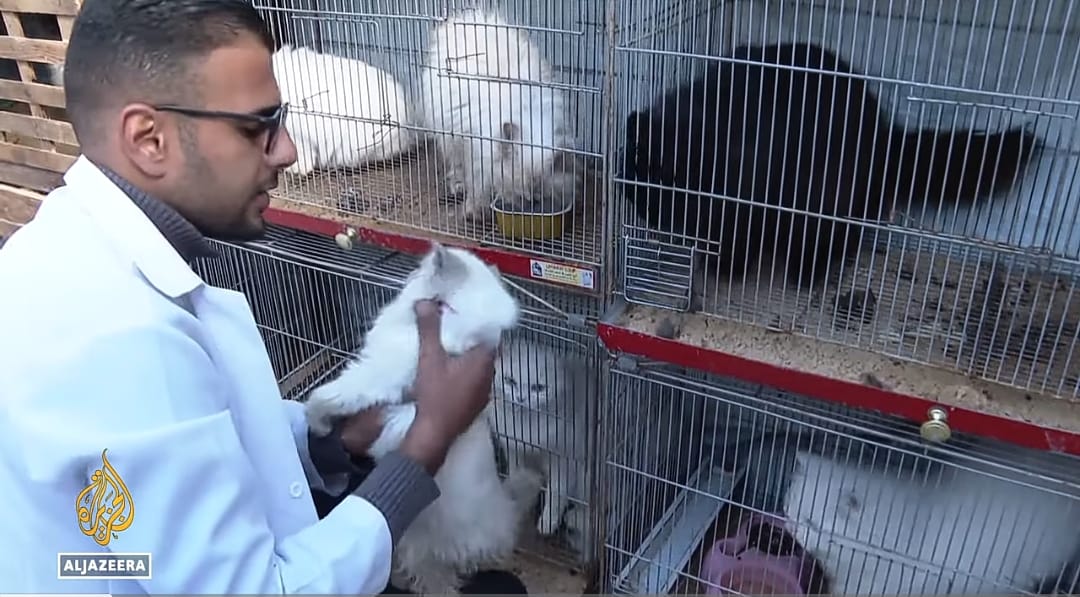 مأوى للقطط