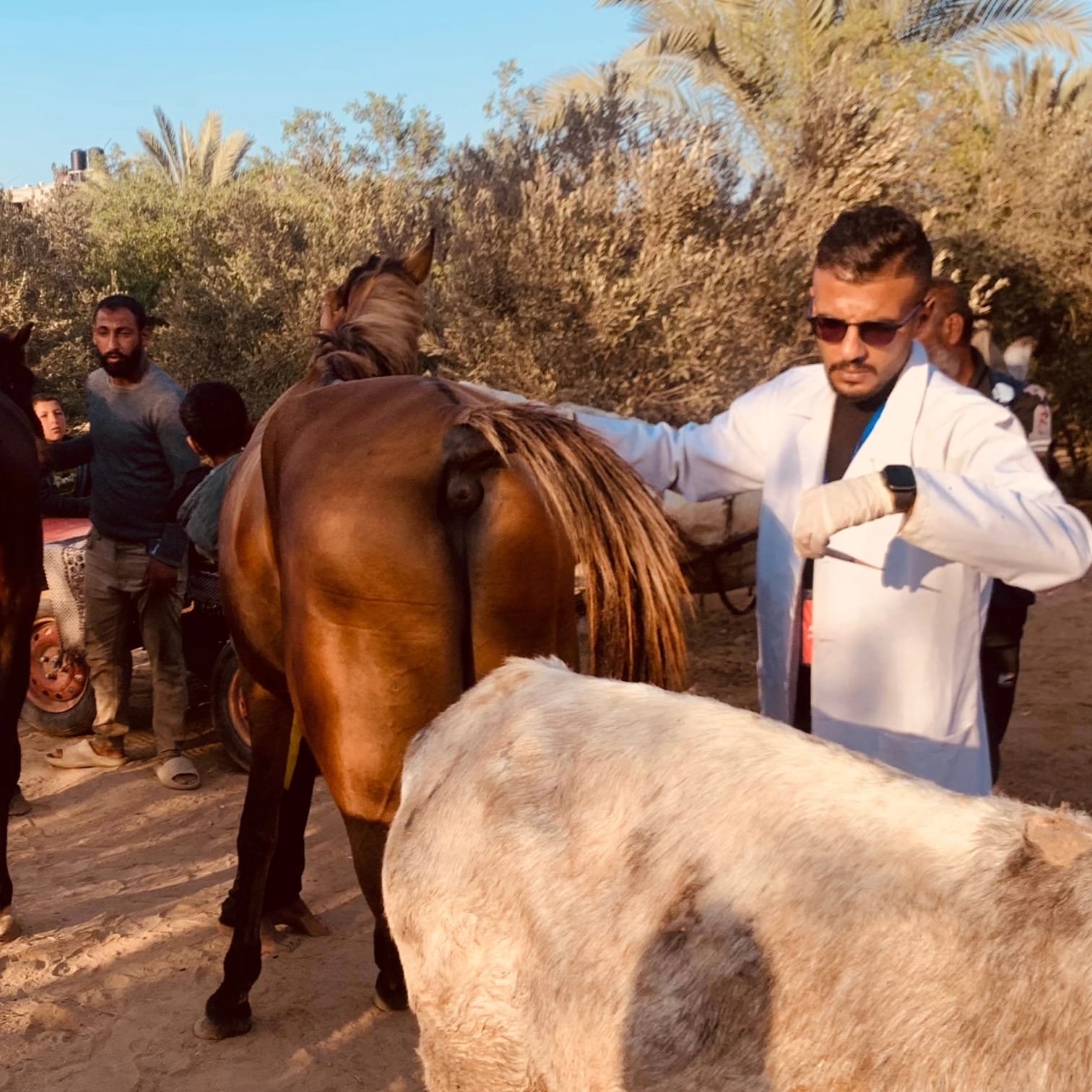 عيادة ميدانية للحيوانات العاملة
